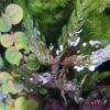Hygrophila pinnatifida
