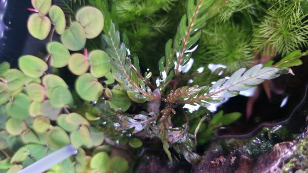 Hygrophila pinnatifida