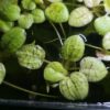 Froschbiss (Limnobium laevigatum)