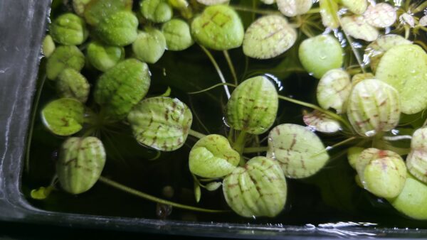 Froschbiss (Limnobium laevigatum)