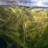 Froschbiss (Limnobium laevigatum)