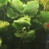 Anubias sp. (10–20 cm)