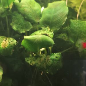Anubias sp. (10–20 cm)