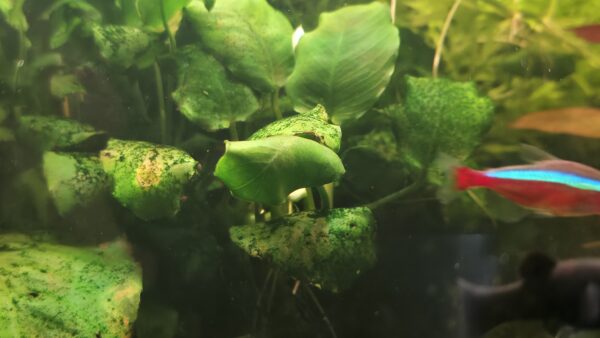 Anubias sp. (10–20 cm)