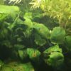 Anubias sp. (10–20 cm)