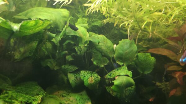 Anubias sp. (10–20 cm)
