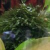 Microsorum pteropus "Prothallium"