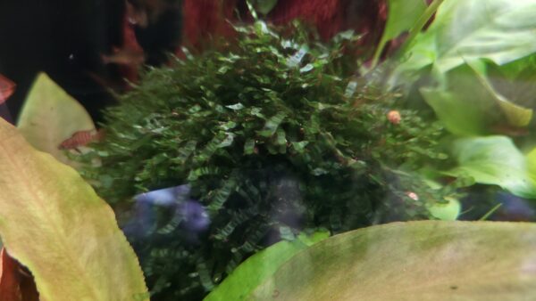 Microsorum pteropus "Prothallium"