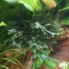 Microsorum pteropus "Prothallium"