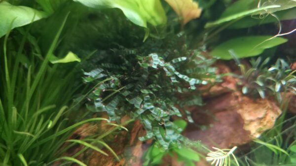 Microsorum pteropus "Prothallium"