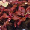 Ludwigia palustris "Super Red"