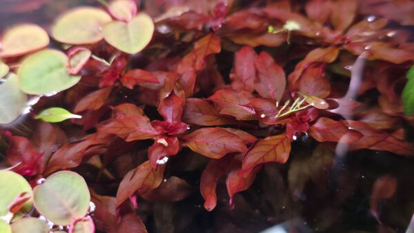 Ludwigia palustris "Super Red"