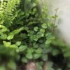 Ficus pumila "Sunny Green"