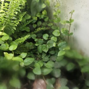 Ficus pumila "Sunny Green"