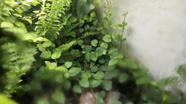 Ficus pumila "Sunny Green"