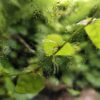 Ficus pumila "Sunny Green"