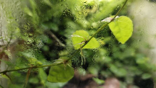Ficus pumila "Sunny Green"