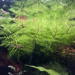 Myriophyllum mattogrossense