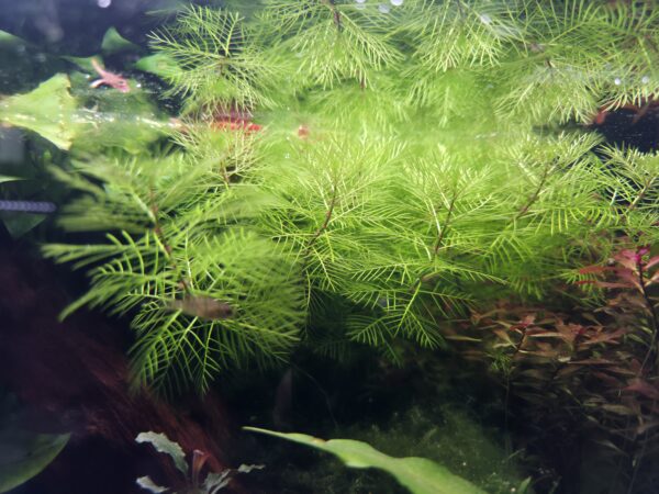Myriophyllum mattogrossense