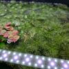 Myriophyllum mattogrossense