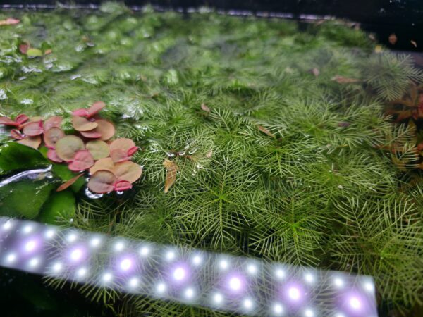 Myriophyllum mattogrossense