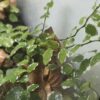 Ficus pumila "Sunny White"