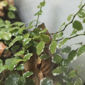 Ficus pumila "Sunny White"