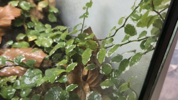 Ficus pumila "Sunny White"