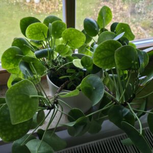 Pilea peperomioides (Ufopflanze)