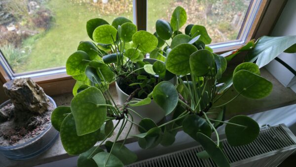 Pilea peperomioides (Ufopflanze)