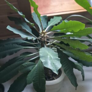 Euphorbia leuconeura (Madagaskar-Juwel)