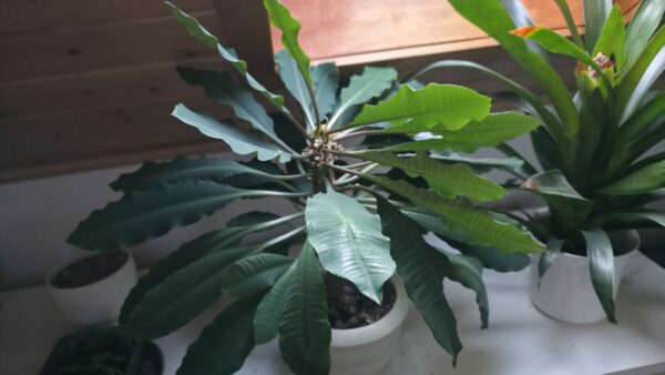 Euphorbia leuconeura (Madagaskar-Juwel)
