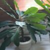 Euphorbia leuconeura (Madagaskar-Juwel)