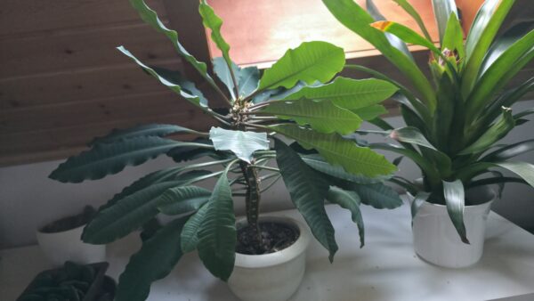 Euphorbia leuconeura (Madagaskar-Juwel)