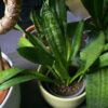 Sansevieria zeylanica