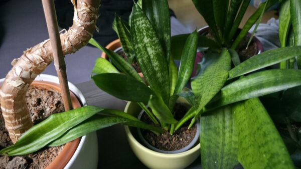 Sansevieria zeylanica