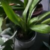 Sansevieria zeylanica