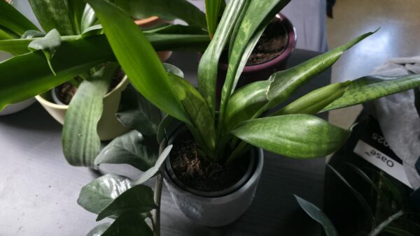 Sansevieria zeylanica