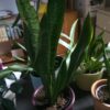 Sansevieria zeylanica