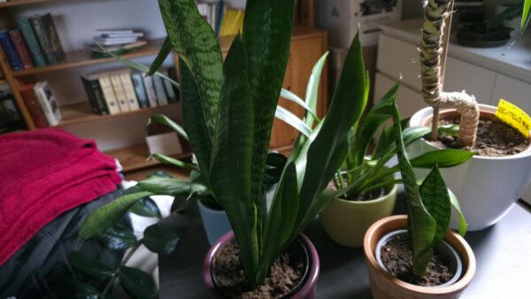 Sansevieria zeylanica