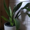 Sansevieria zeylanica