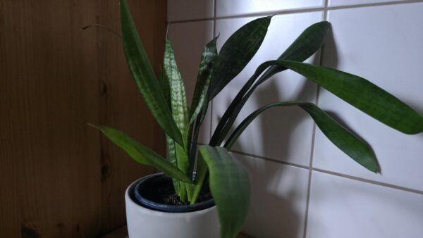 Sansevieria zeylanica