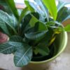 Euphorbia leuconeura (Madagaskar-Juwel)