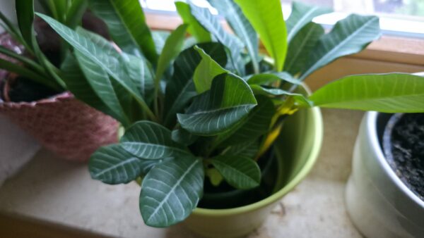Euphorbia leuconeura (Madagaskar-Juwel)