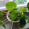 Pilea peperomioides (Ufopflanze)