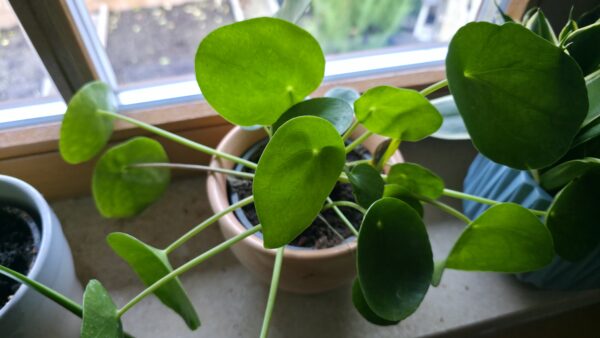 Pilea peperomioides (Ufopflanze)