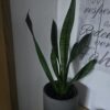 Sansevieria zeylanica