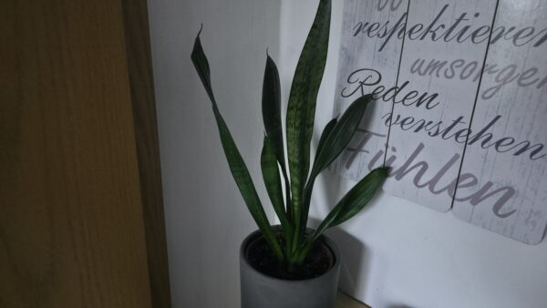 Sansevieria zeylanica