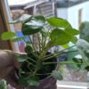 Pilea peperomioides (Ufopflanze)