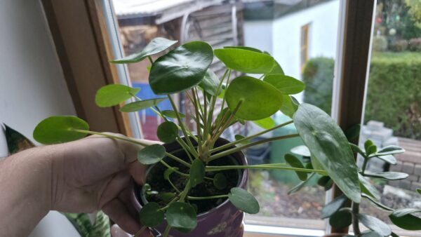 Pilea peperomioides (Ufopflanze)